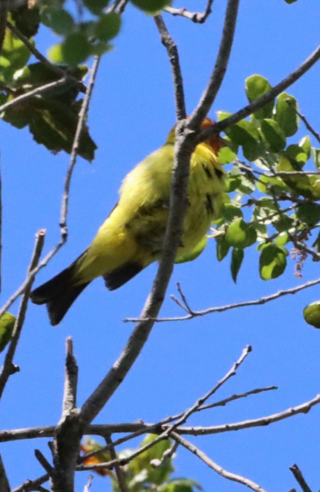 Western Tanager - ML618572606