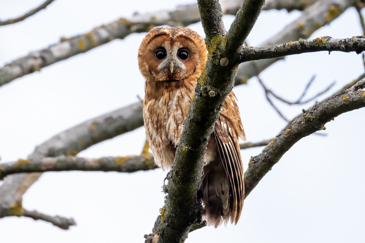Tawny Owl - ML618572630