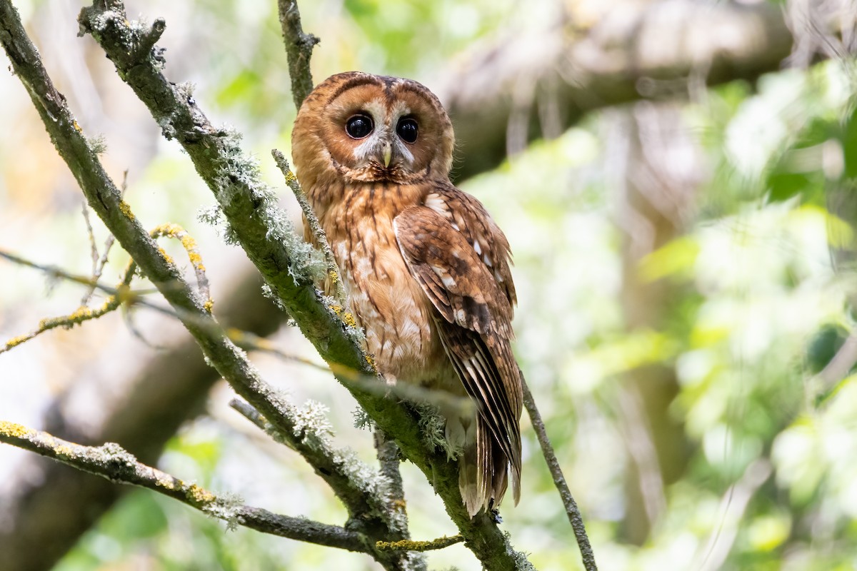 Tawny Owl - ML618572631