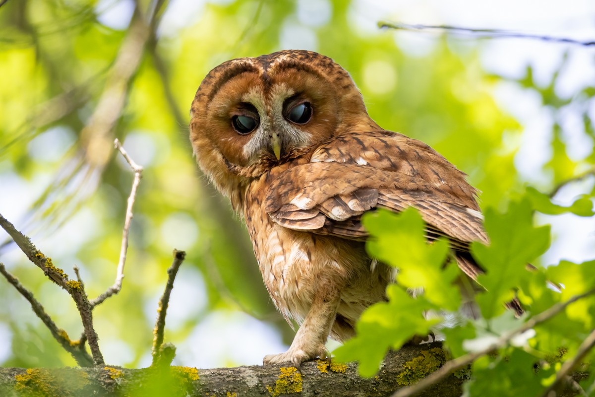 Tawny Owl - ML618572634