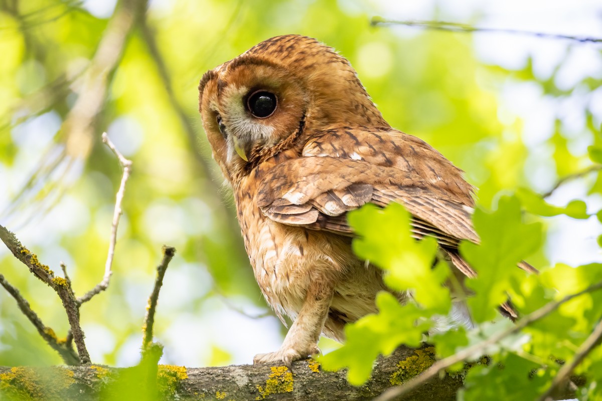Tawny Owl - ML618572638