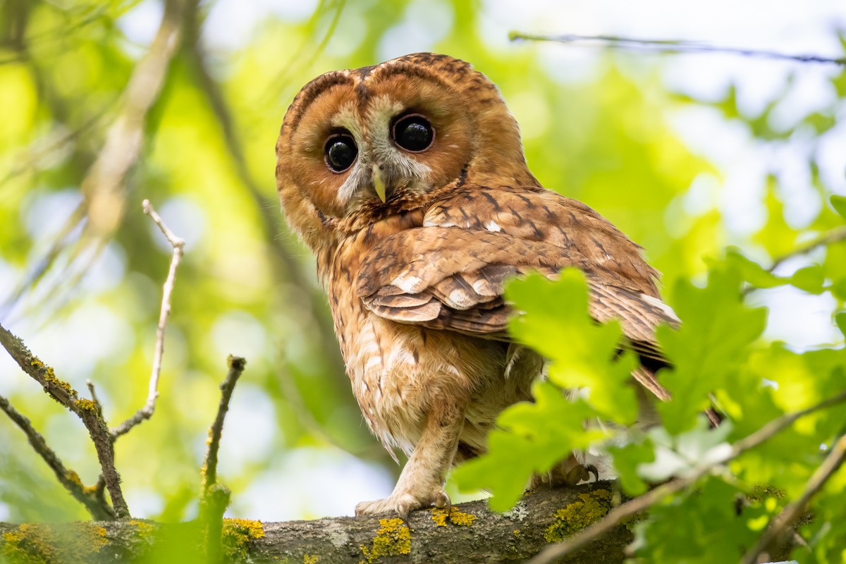 Tawny Owl - ML618572640