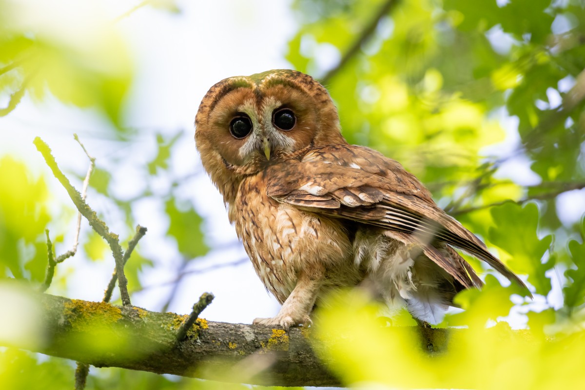 Tawny Owl - ML618572642