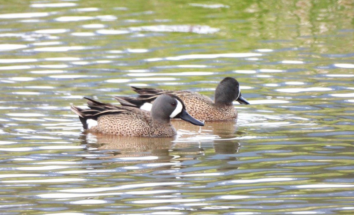 Blue-winged Teal - ML618572703