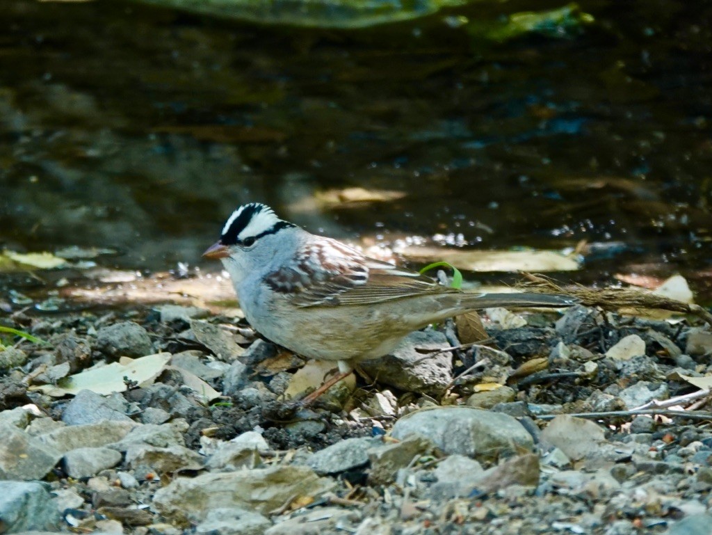 White-crowned Sparrow (Dark-lored) - ML618572717
