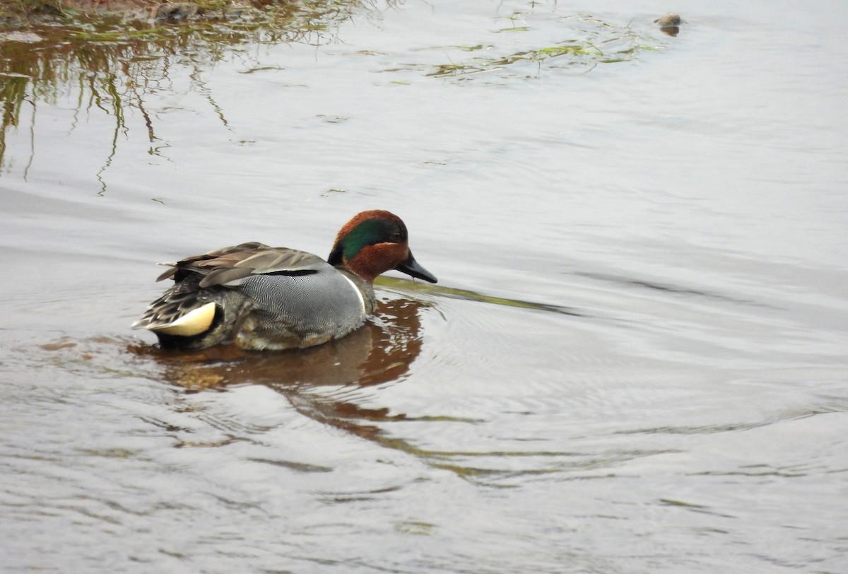 Green-winged Teal - ML618572732