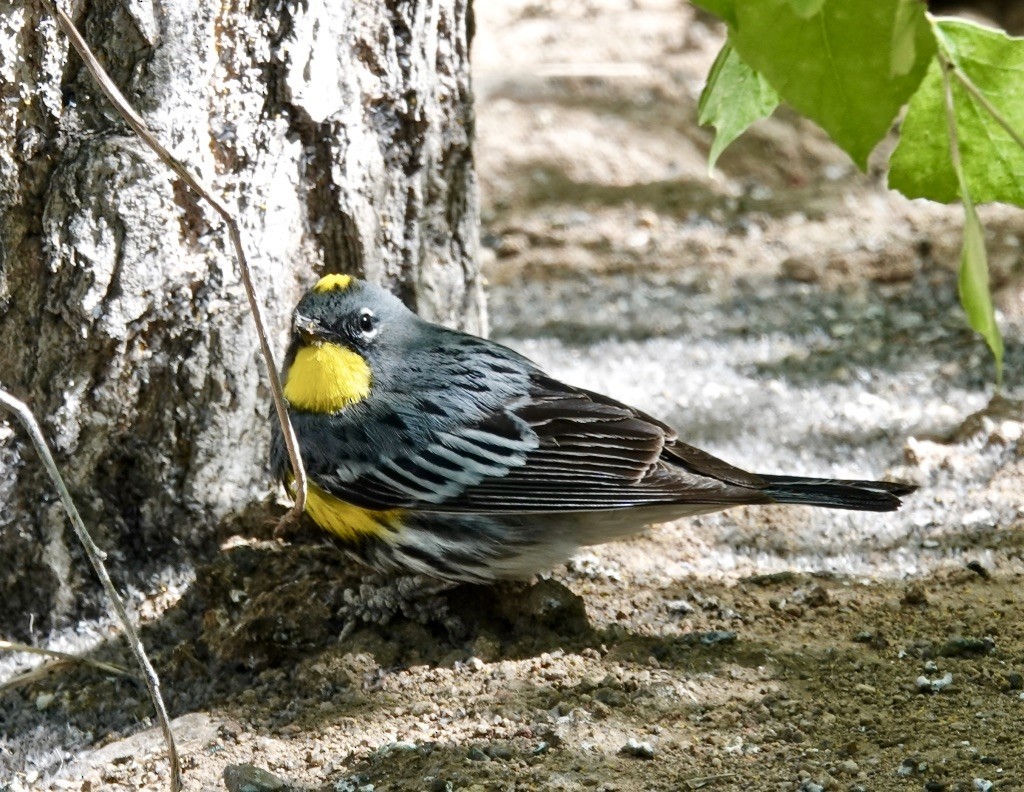 Yellow-rumped Warbler (Audubon's) - ML618572733