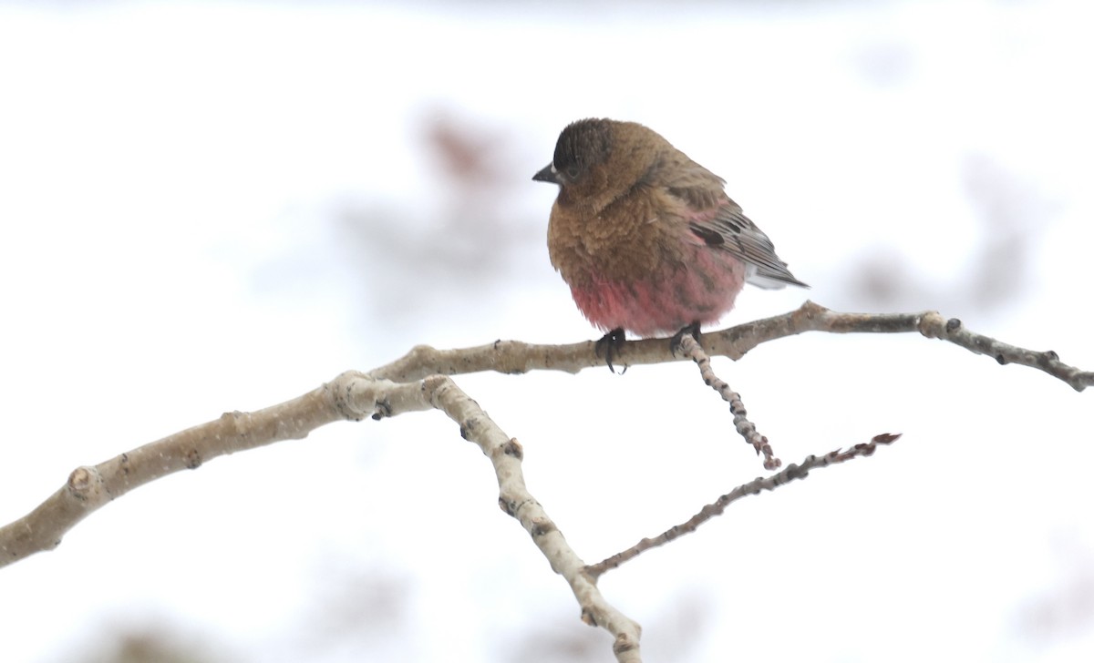 Brown-capped Rosy-Finch - ML618572751