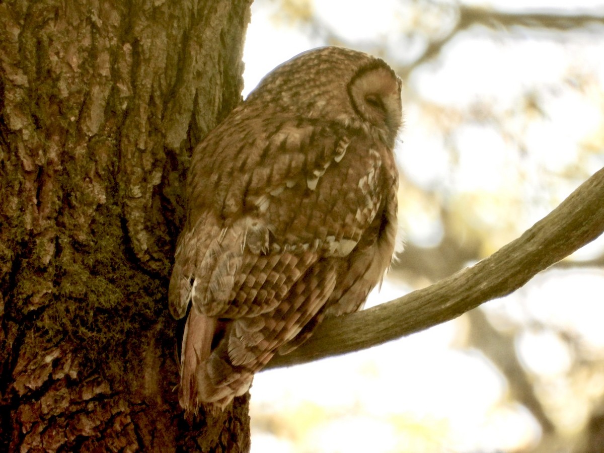 Tawny Owl - ML618572769