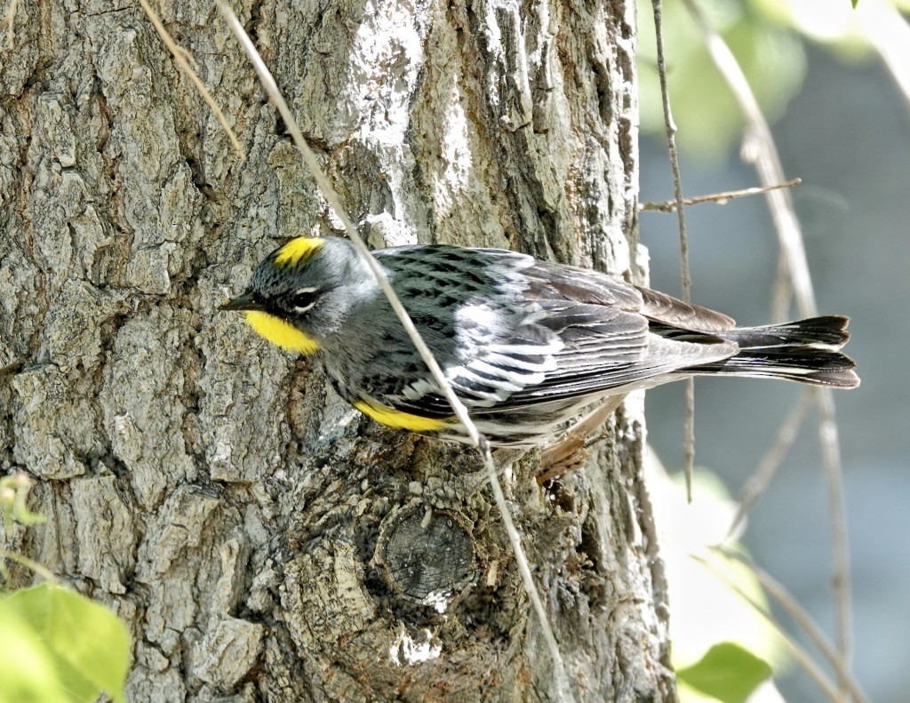 Yellow-rumped Warbler (Audubon's) - ML618572798