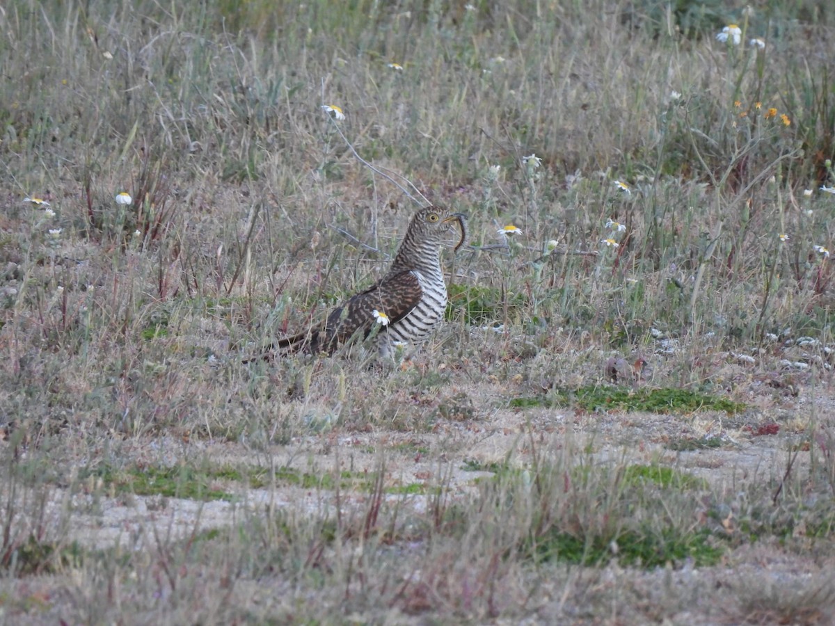 Common Cuckoo - ML618572805