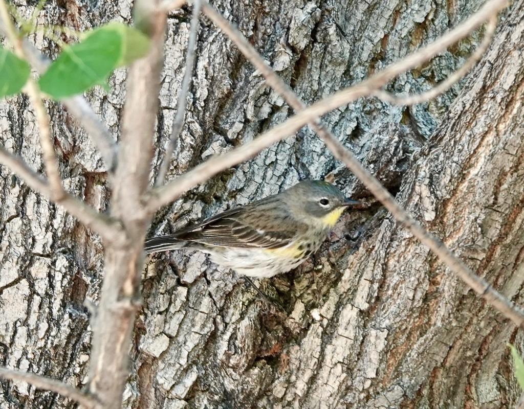 Yellow-rumped Warbler (Myrtle x Audubon's) - ML618572807