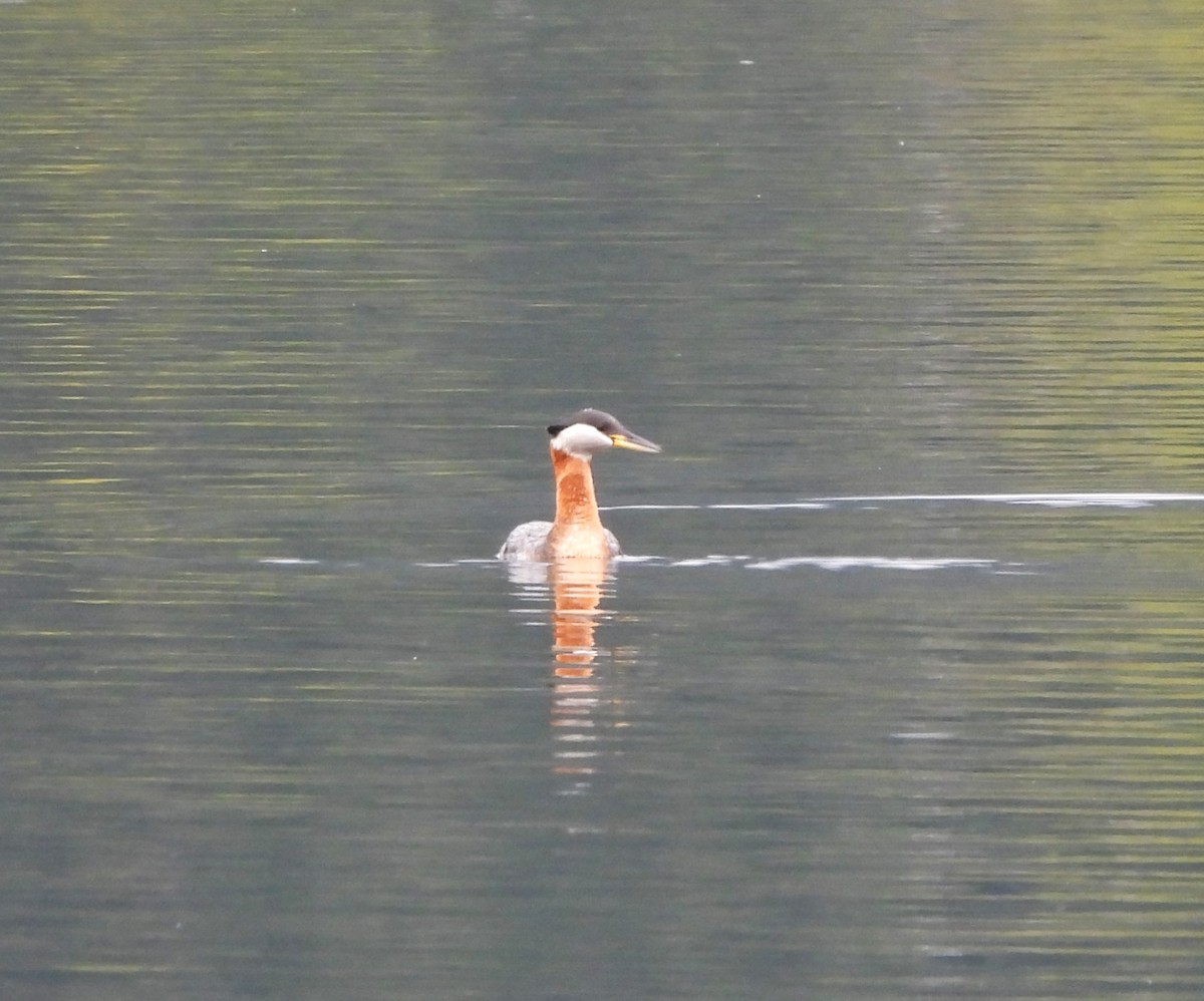 Red-necked Grebe - ML618572837