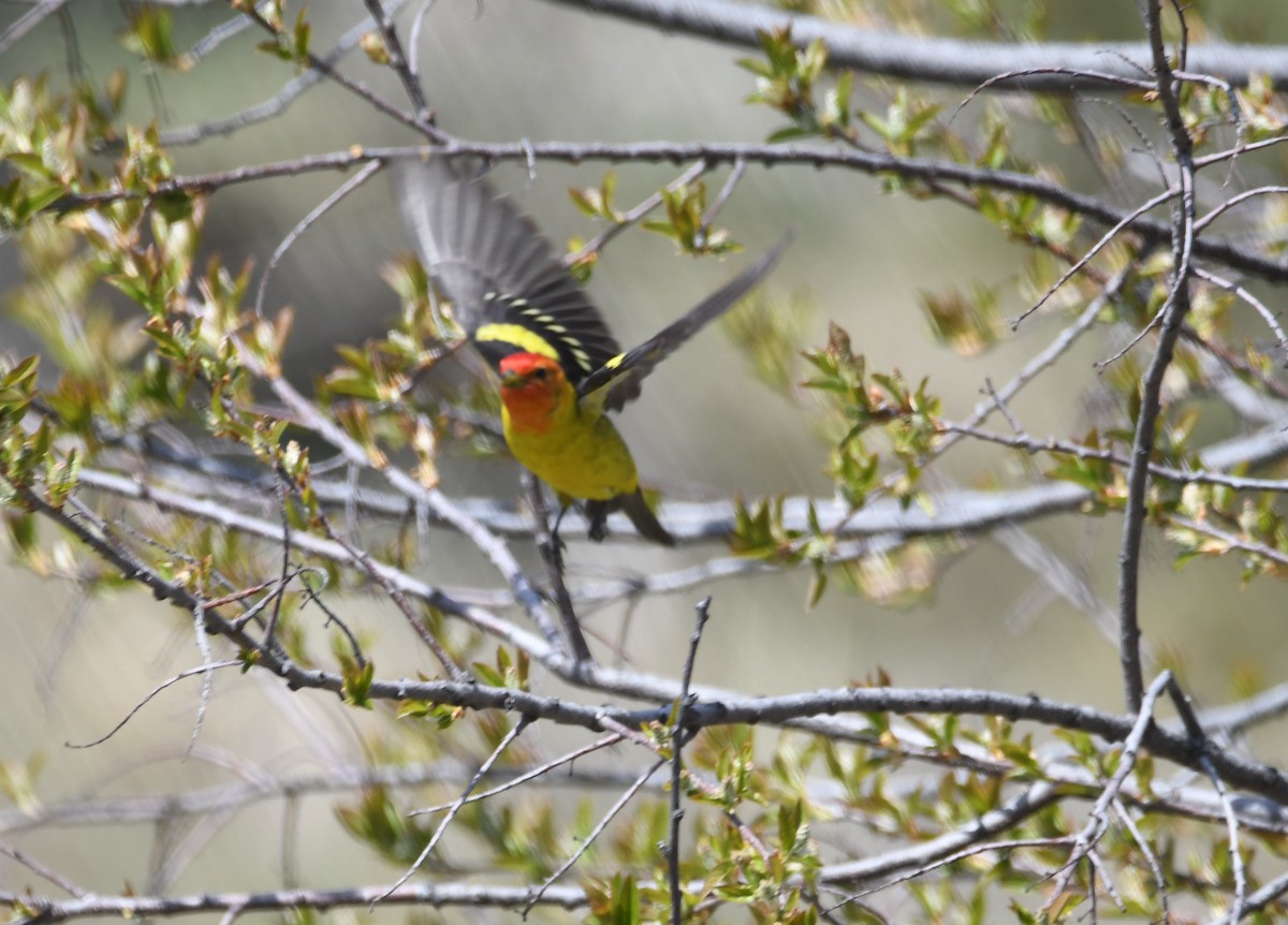Western Tanager - ML618572885