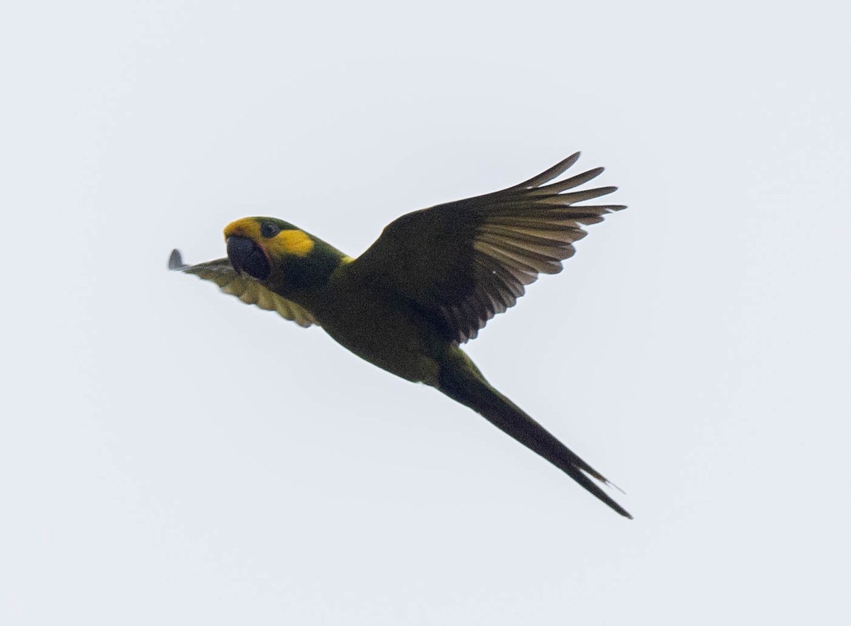 Yellow-eared Parrot - ML618572889