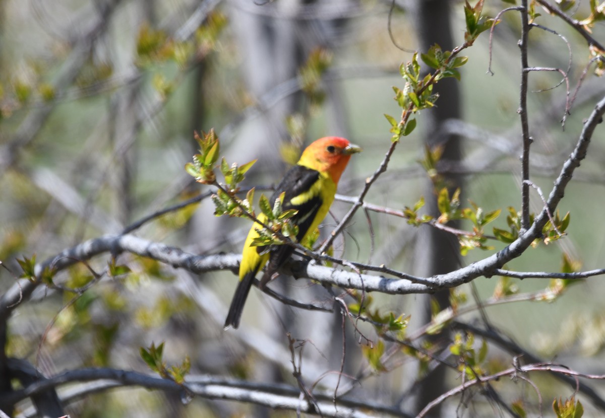 Western Tanager - ML618572891