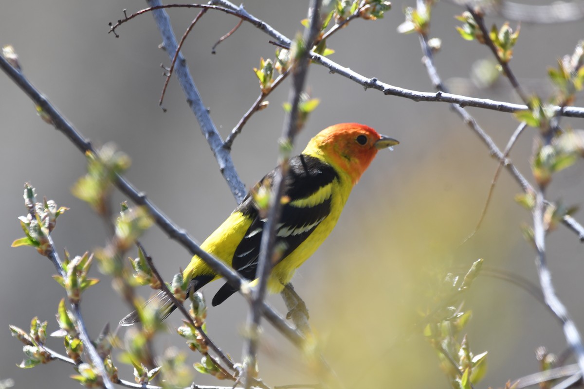 Western Tanager - ML618572893