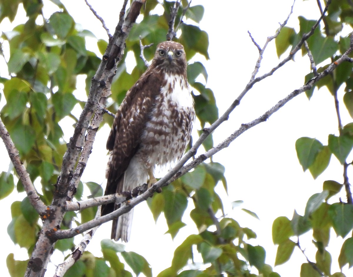 Red-tailed Hawk - ML618572903