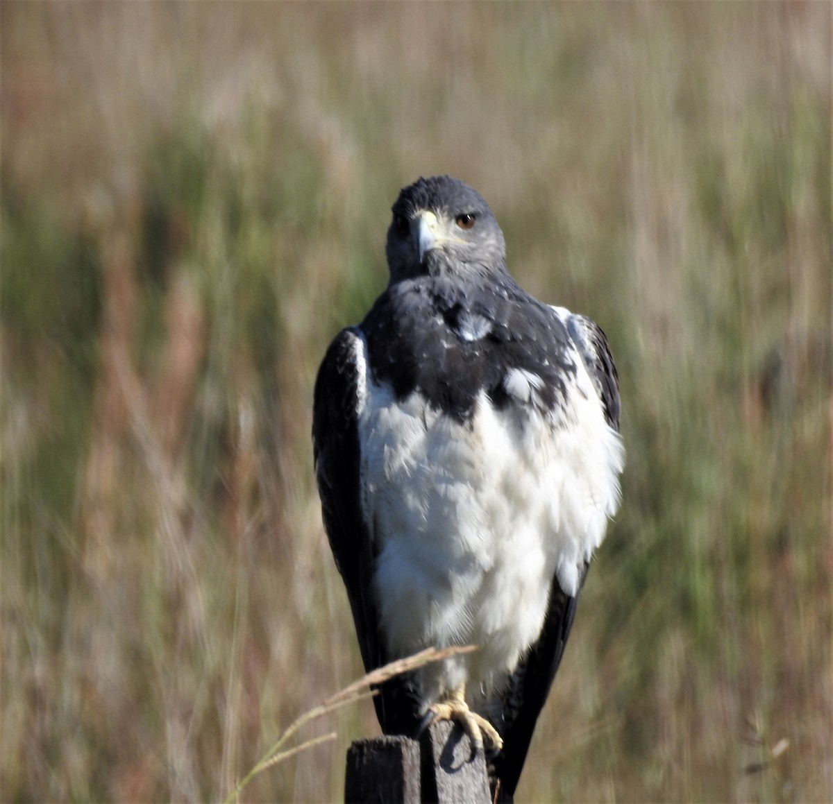 Black-chested Buzzard-Eagle - ML618572937