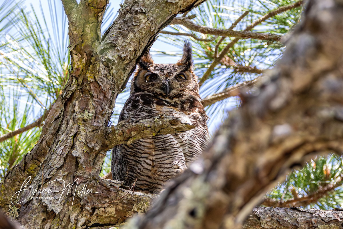 Great Horned Owl - ML618572959