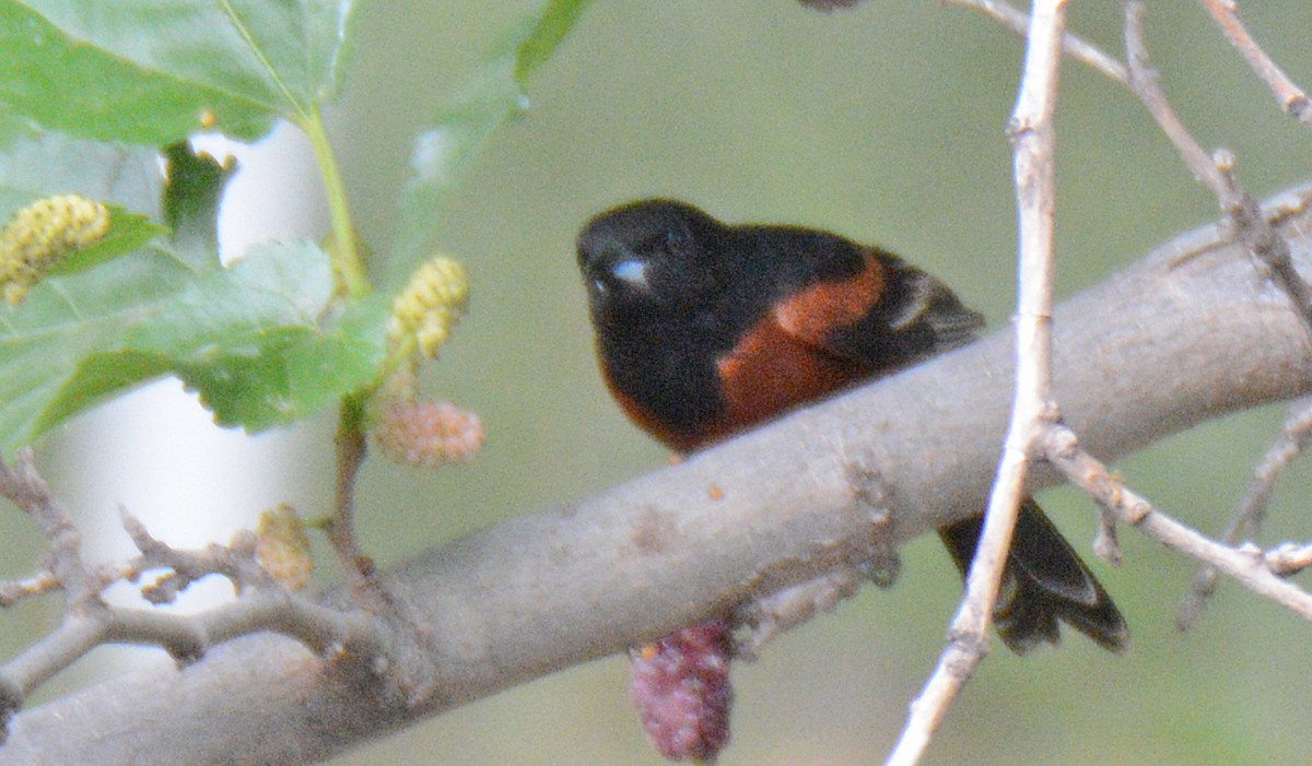 Orchard Oriole - ML618572973