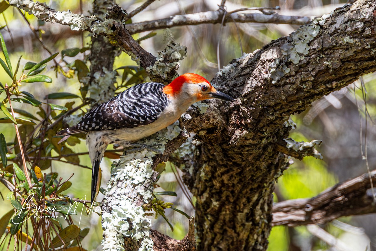 Red-bellied Woodpecker - ML618572983