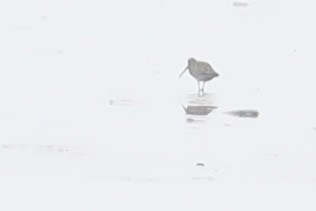 Long-billed Dowitcher - ML618572987