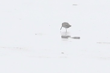 Long-billed Dowitcher - ML618572988