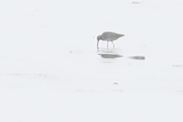 Long-billed Dowitcher - ML618572989