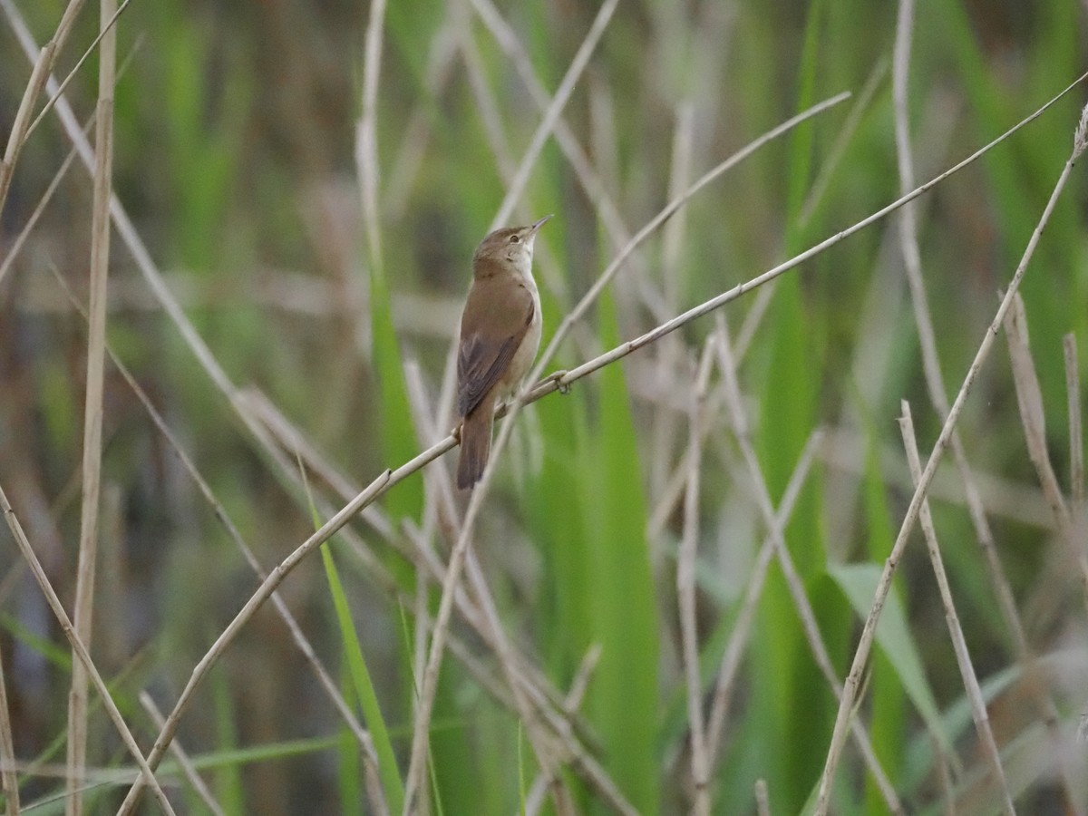 Common Reed Warbler - ML618572991