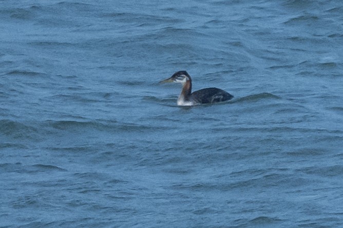 Red-necked Grebe - ML618572992