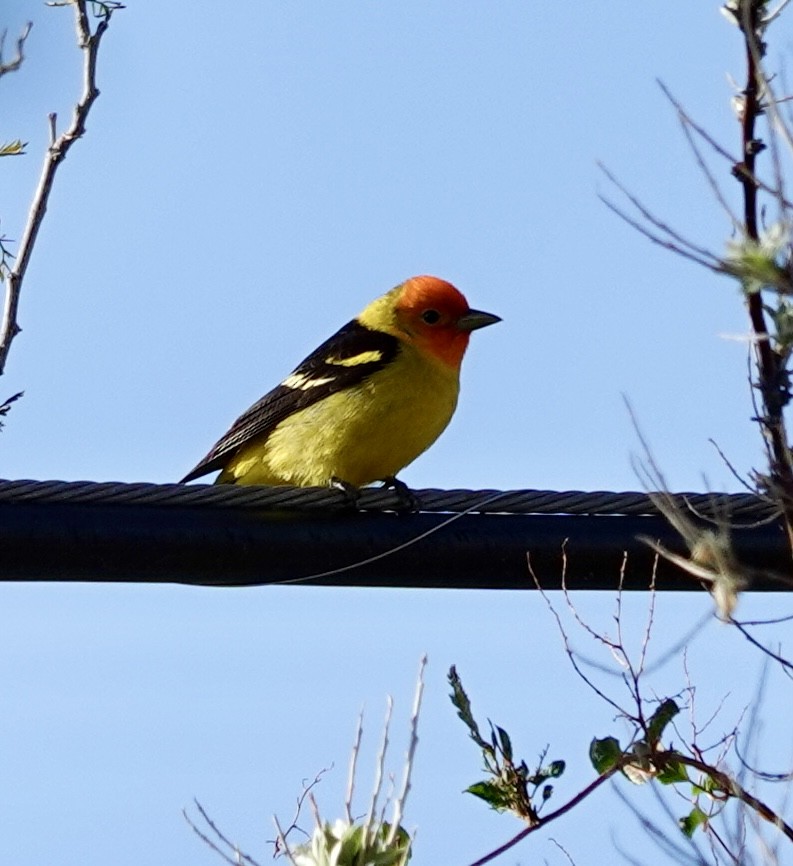 Western Tanager - ML618572996