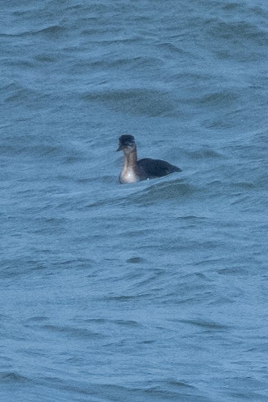 Red-necked Grebe - ML618572997
