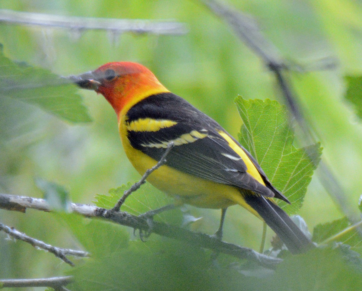 Western Tanager - ML618573001