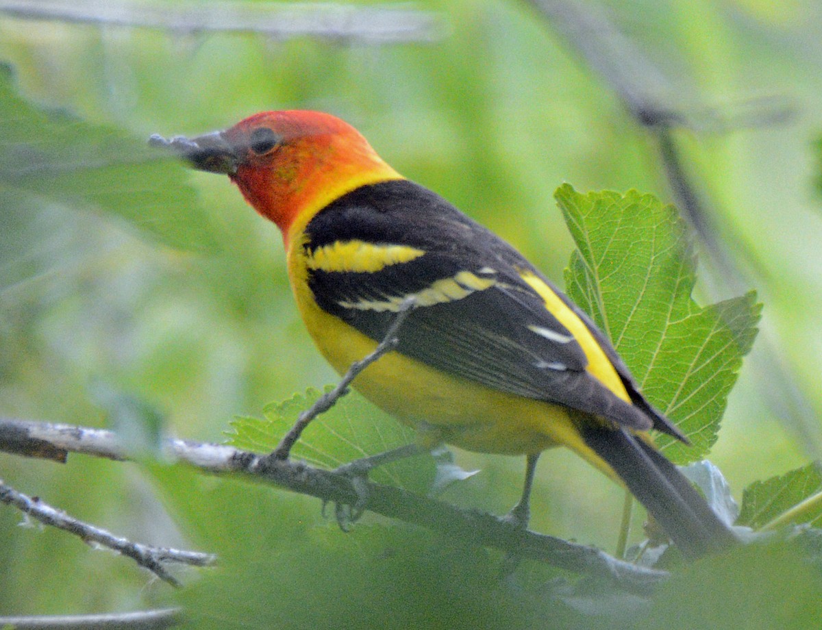 Western Tanager - ML618573002