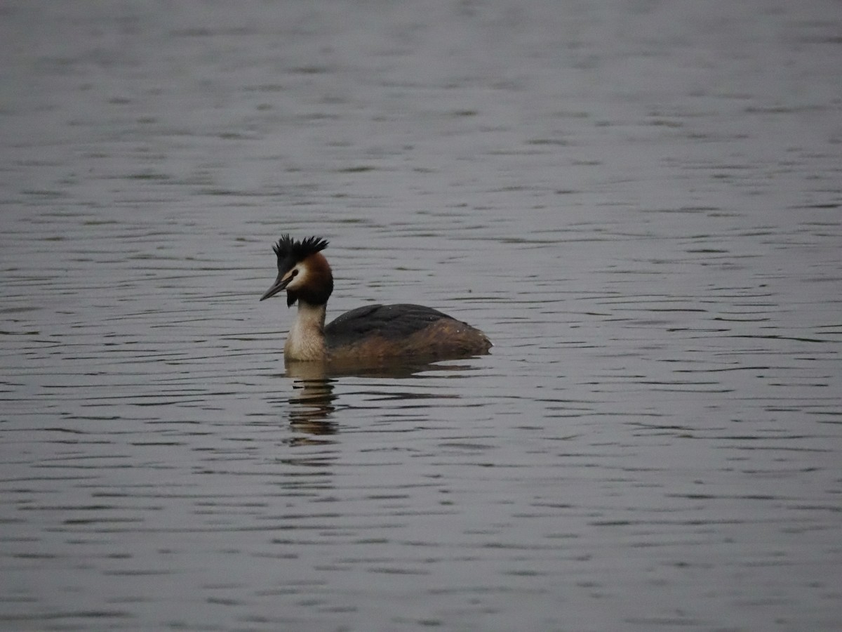 Great Crested Grebe - ML618573013