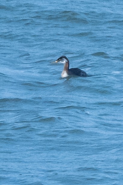 Red-necked Grebe - ML618573014