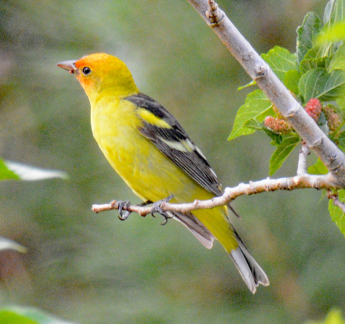 Western Tanager - ML618573038