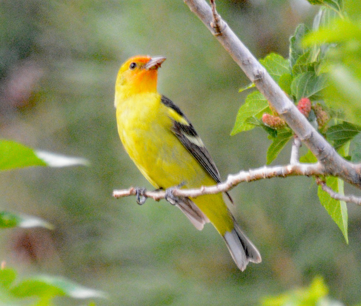 Western Tanager - ML618573039