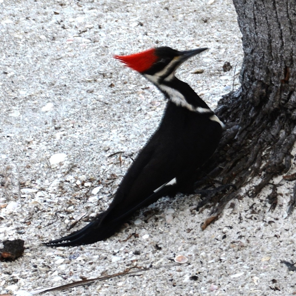 Pileated Woodpecker - ML618573041