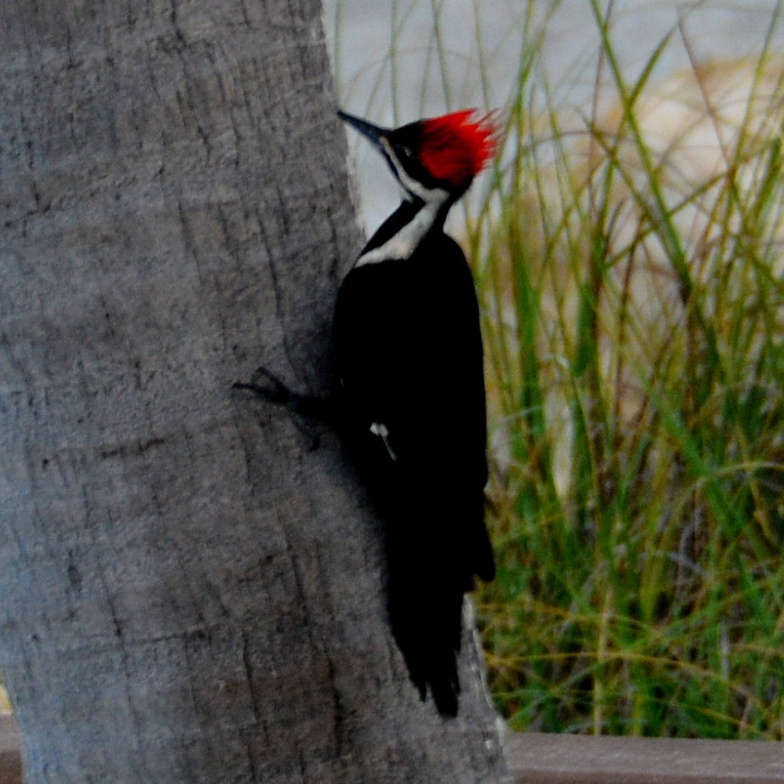 Pileated Woodpecker - ML618573043