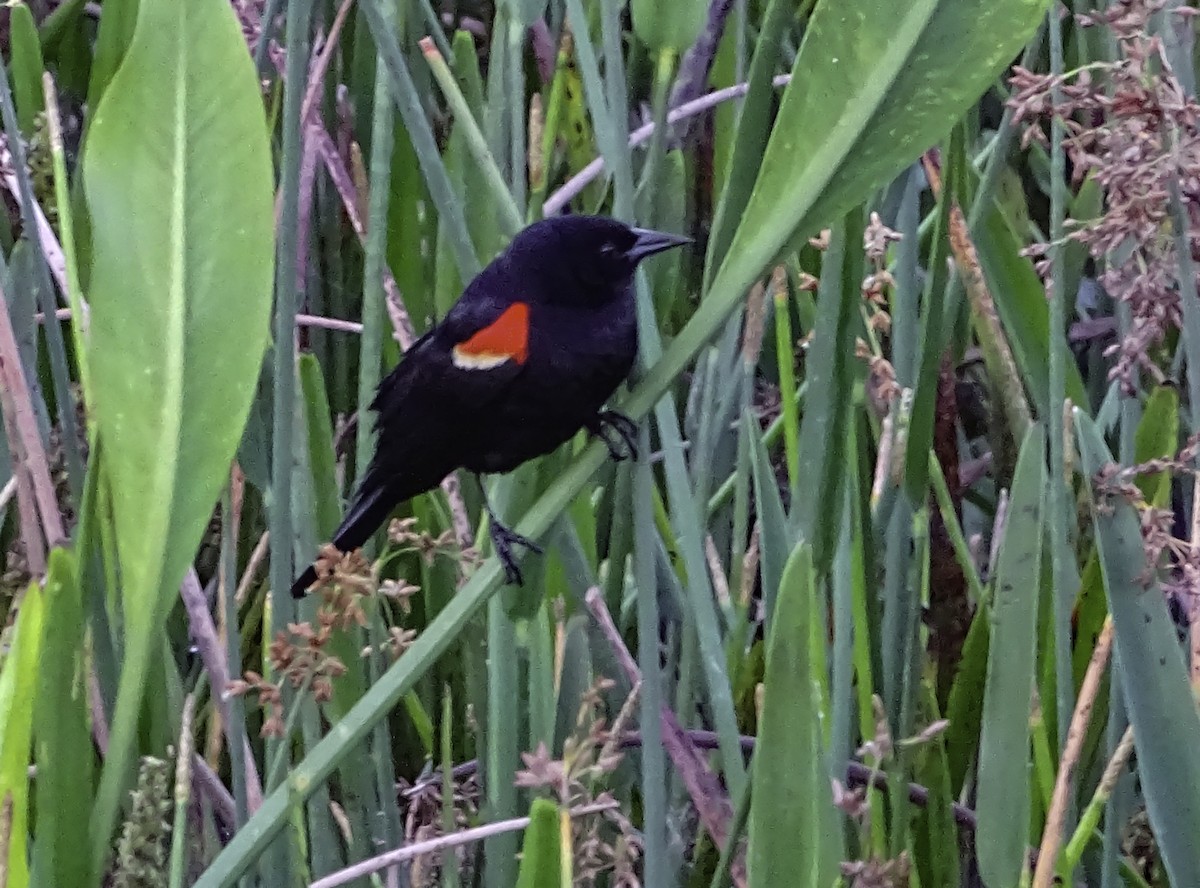 Red-winged Blackbird - ML618573046