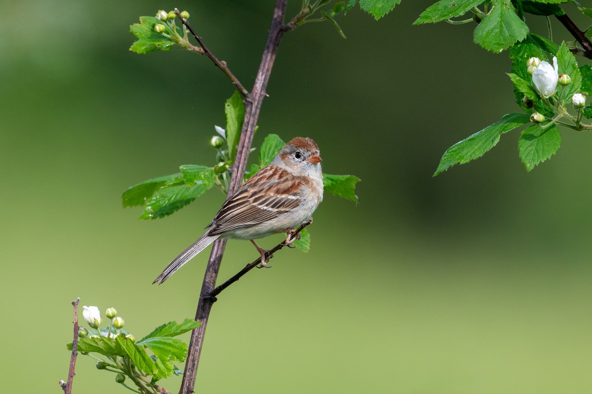 Field Sparrow - ML618573058