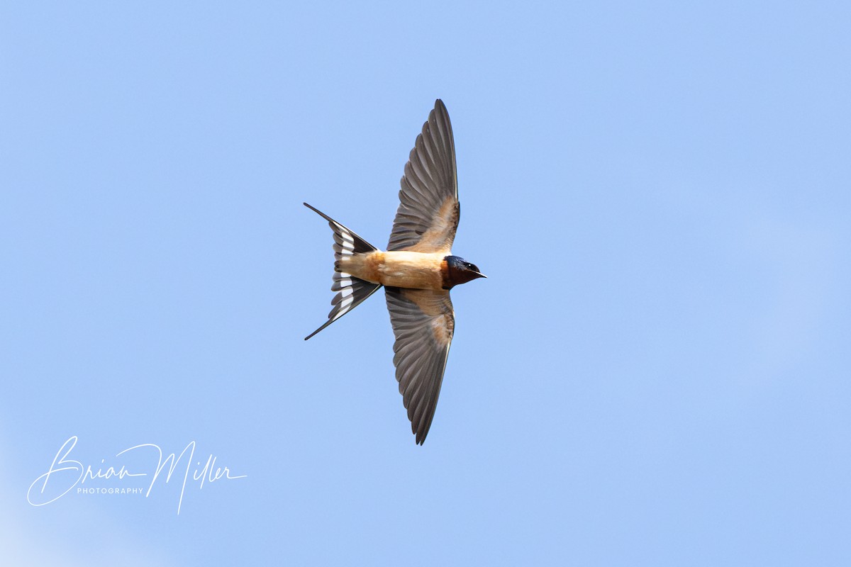 Barn Swallow - ML618573060