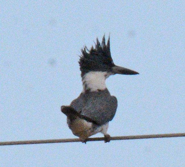 Belted Kingfisher - ML618573067