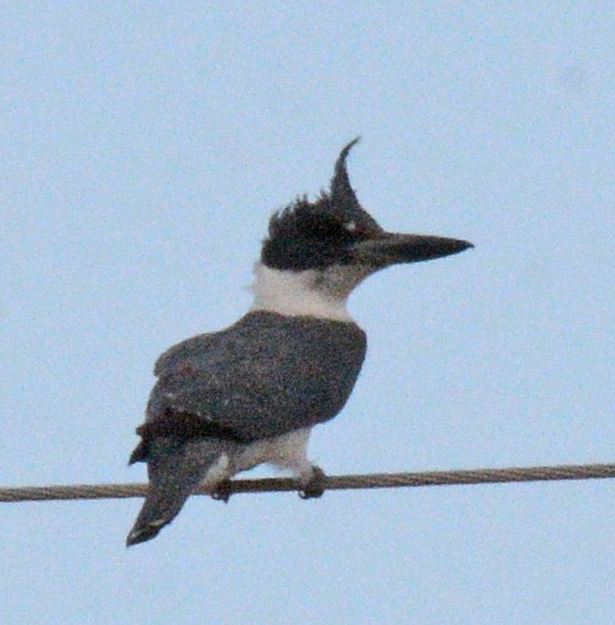 Belted Kingfisher - Michael J Good