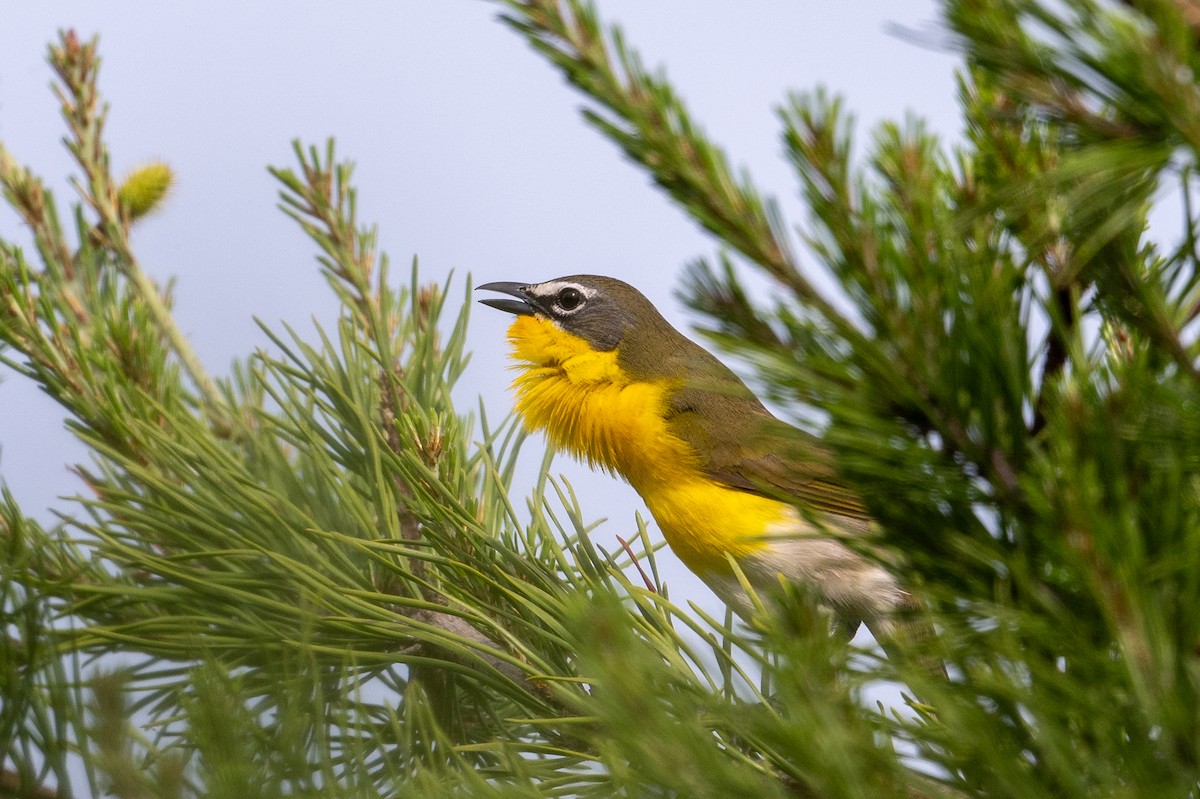Yellow-breasted Chat - ML618573071
