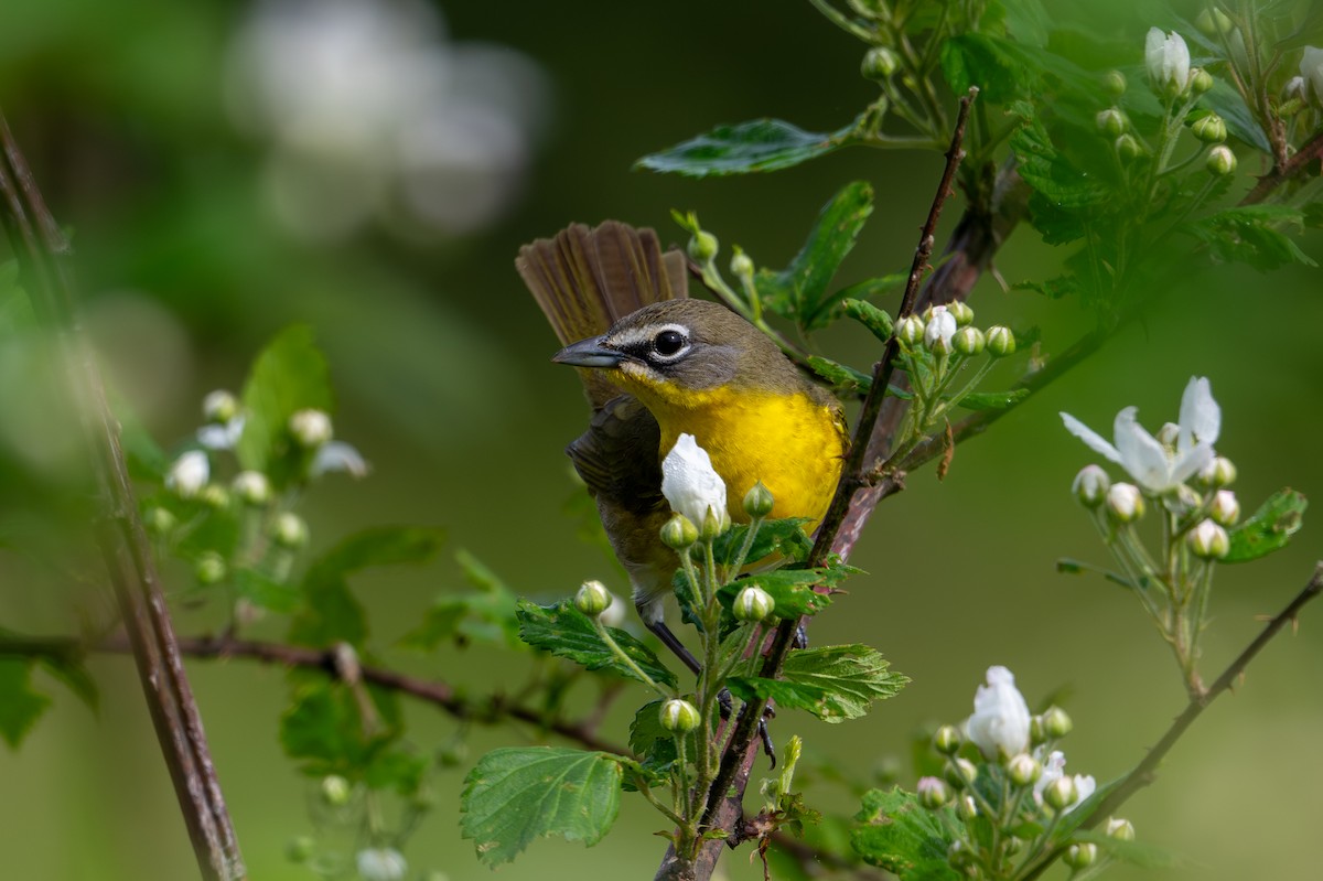 Yellow-breasted Chat - ML618573072