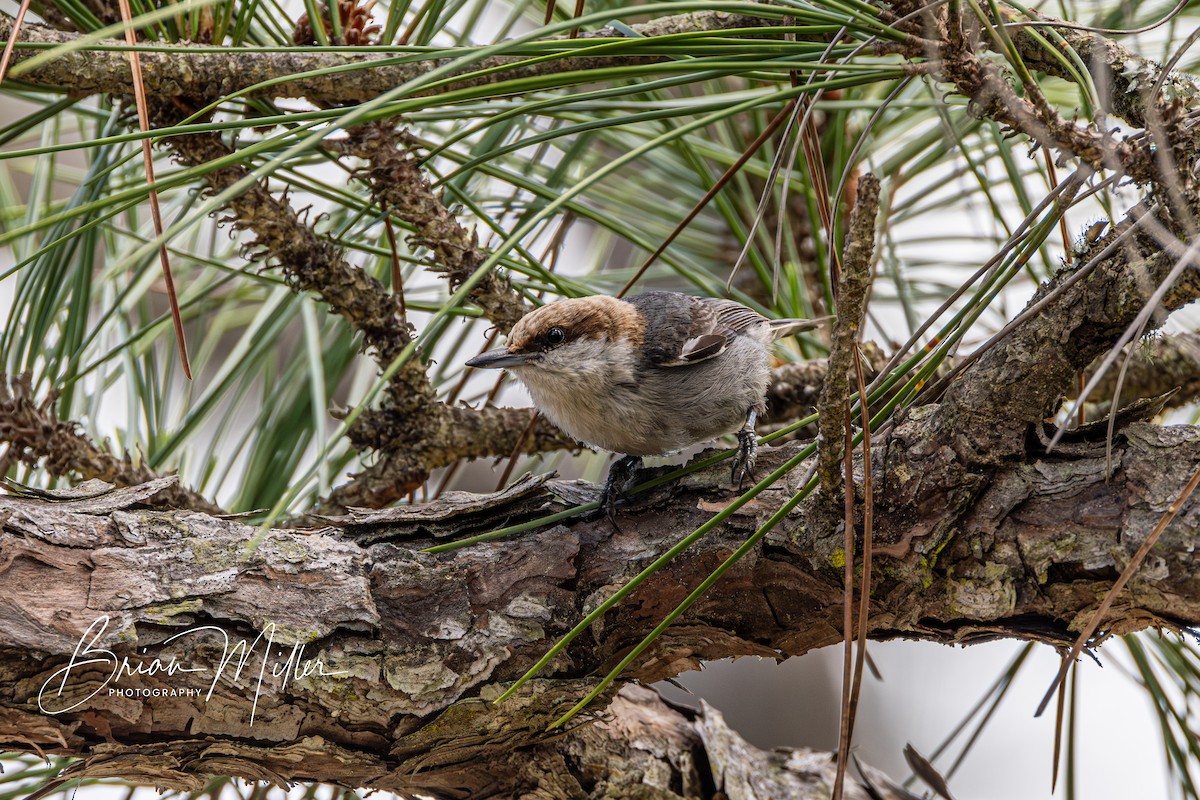 Brown-headed Nuthatch - ML618573087