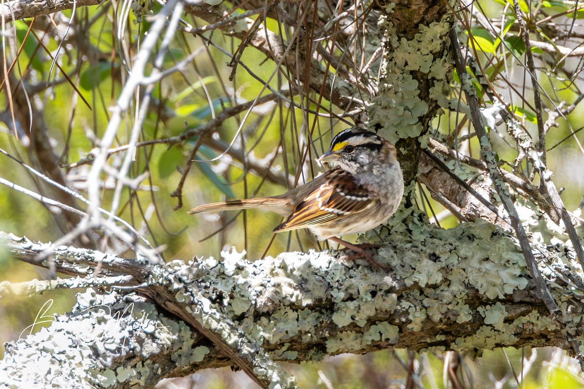 White-throated Sparrow - ML618573094